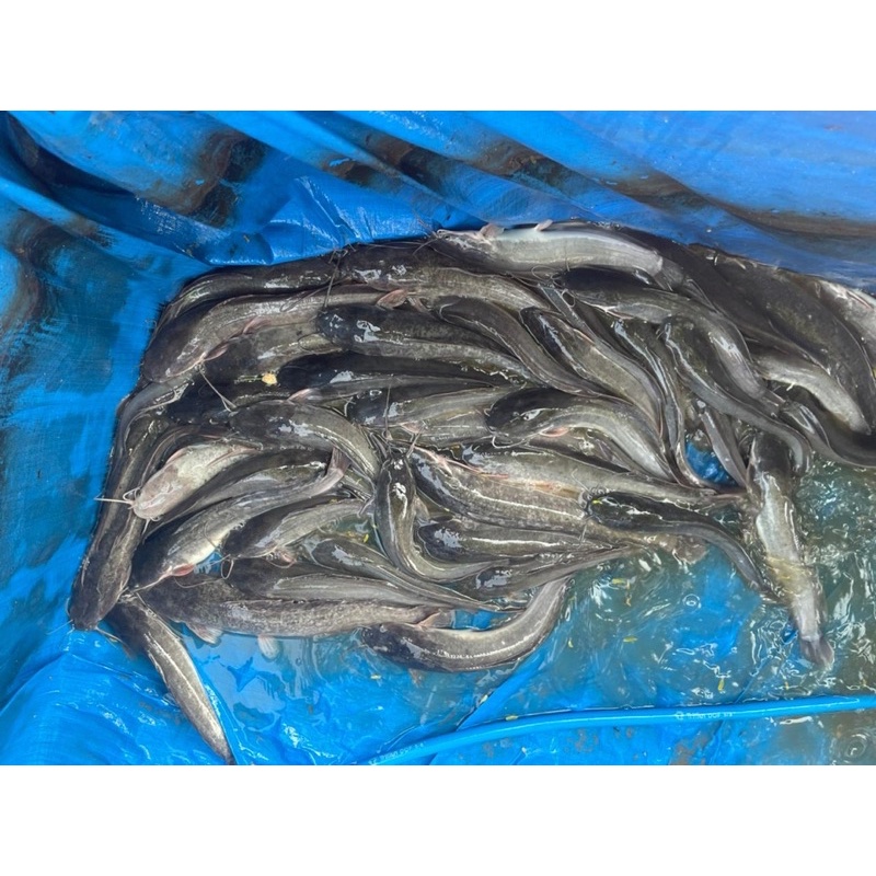 

ikan lele segar 500 Gr