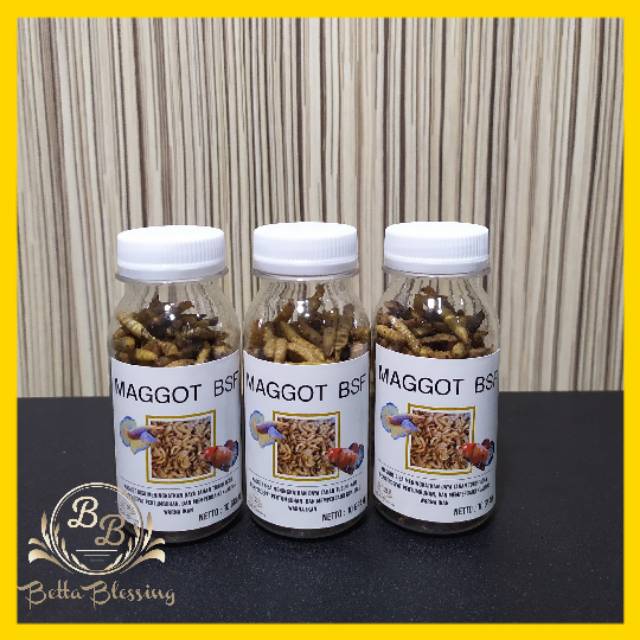 MAGGOT BSF / PAKAN IKAN HIAS / PAKAN CUPANG
