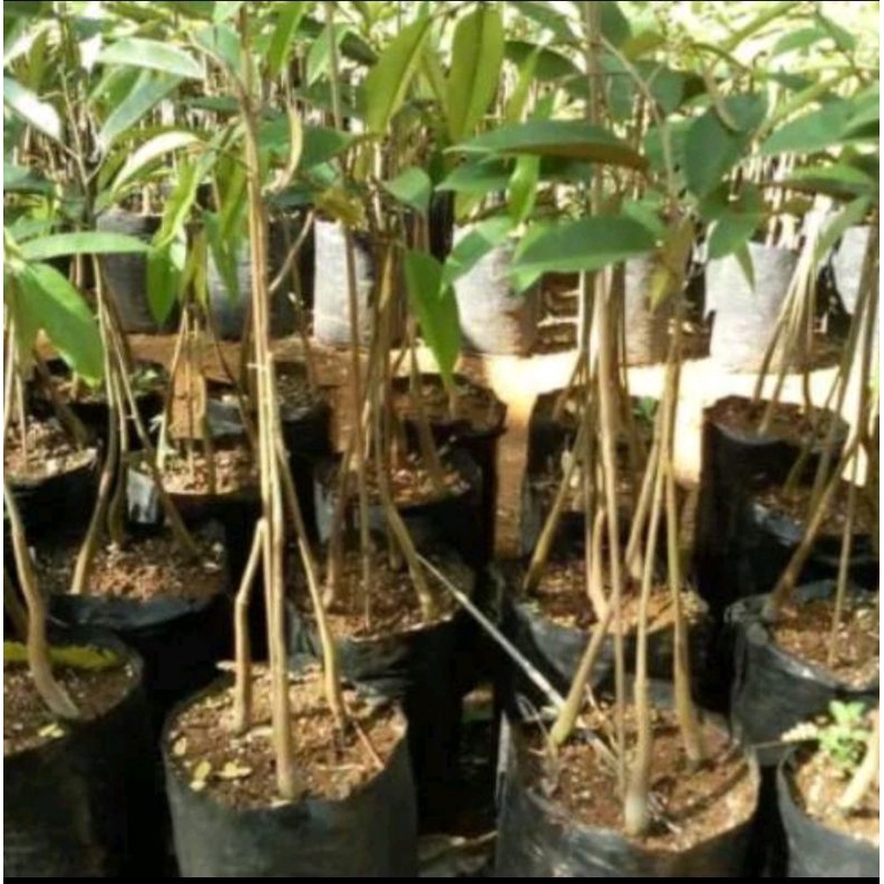 bibit durian musang king kaki 3
