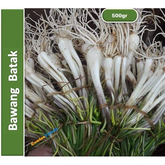 

Bawang Batak - Lokio Fresh | 500gr [ Berat Per 0,5 Kg ]