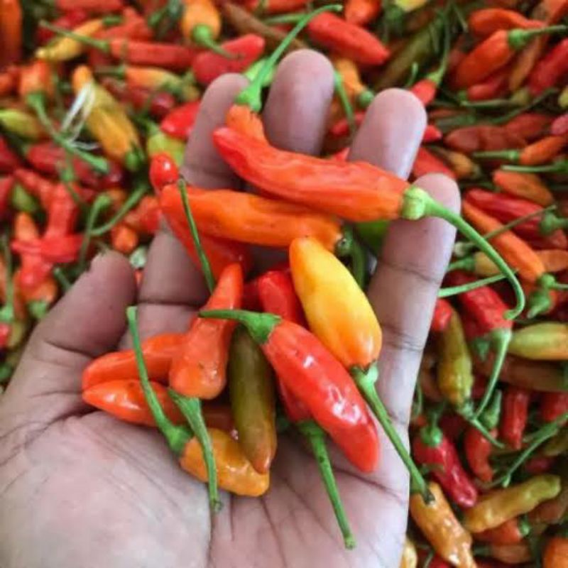 bibit cabe rawit setan cabe setan cabe geprek