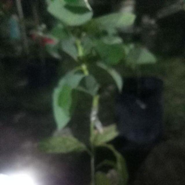 Termurah Bibit Tanaman Buah Alpukat Aligator Unggul/ Bibitt Murah Apokatt