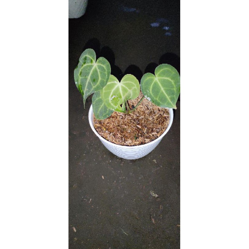 Kuping gajah tarantula