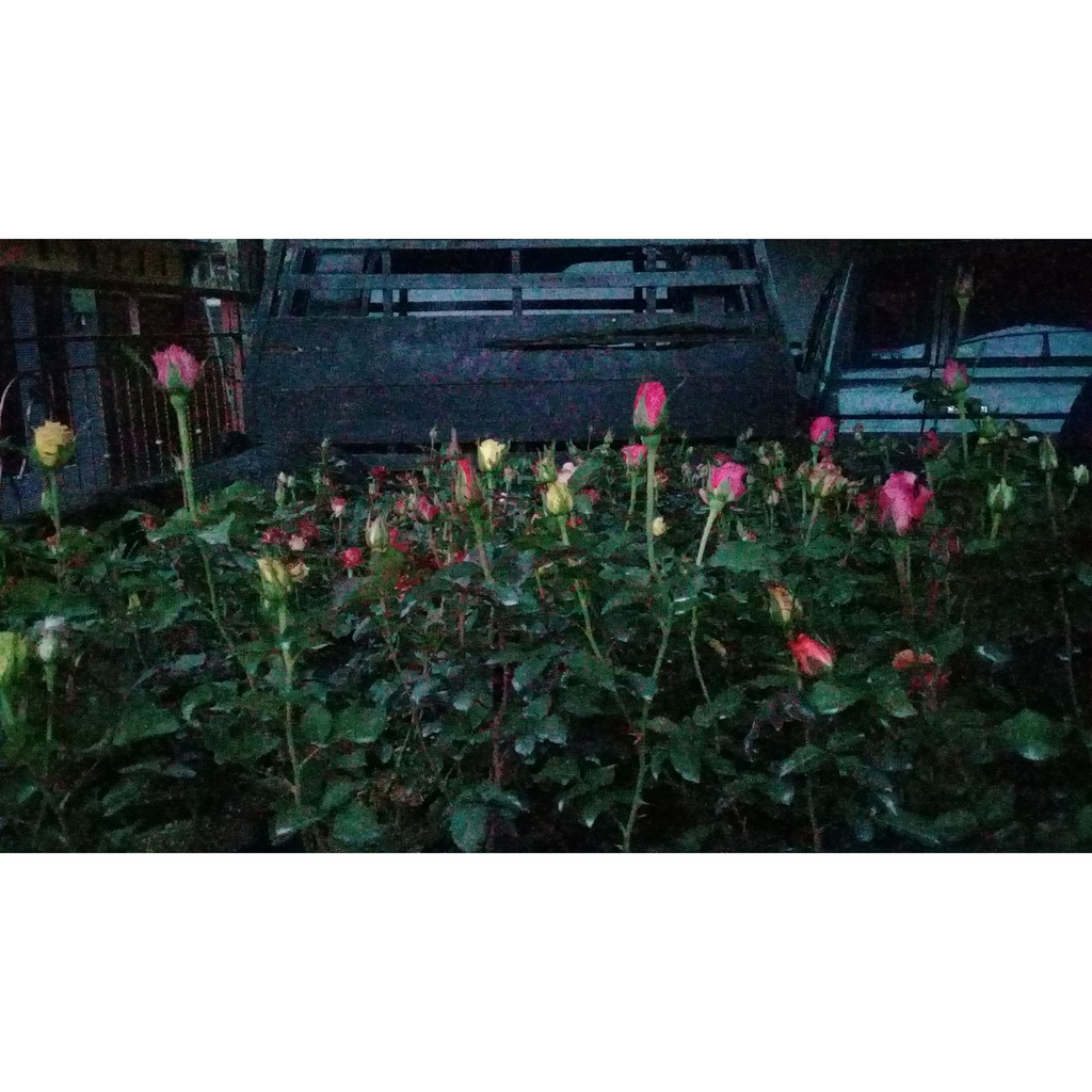 paket bibit bunga mawar / bunga hias / percantik halaman