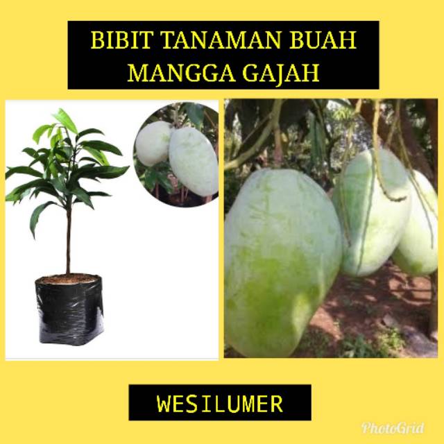 Bibit Tanaman Buah Mangga Gajah