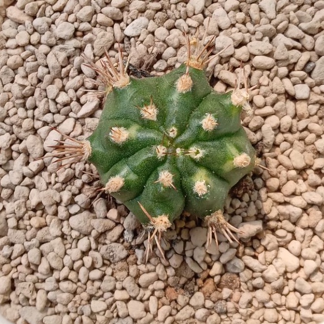 Kaktus Miha Somlim | Gymnocalycium Mihanovichii Variegata Somlim | Gymno | Miha | Somlim | Variegata