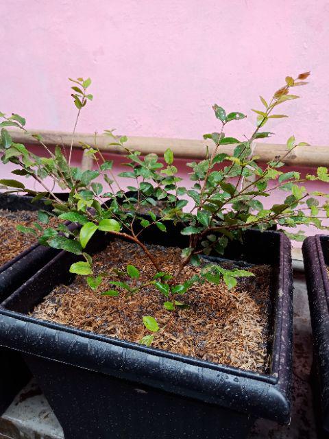 Bibit Anggur Brazil