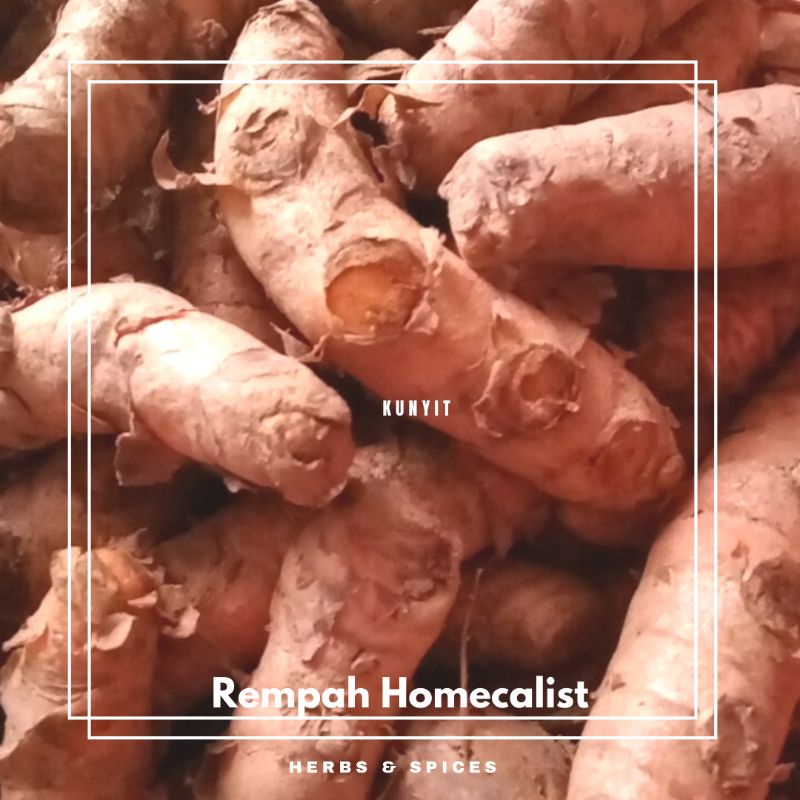 Kunyit 1kg Kunyit Segar