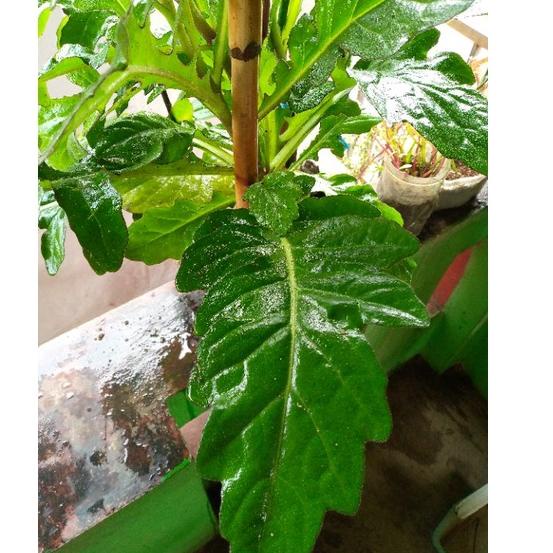 

(PROMO D7A43) Daun Dewa Segar Langsung Petik 100gr ✯