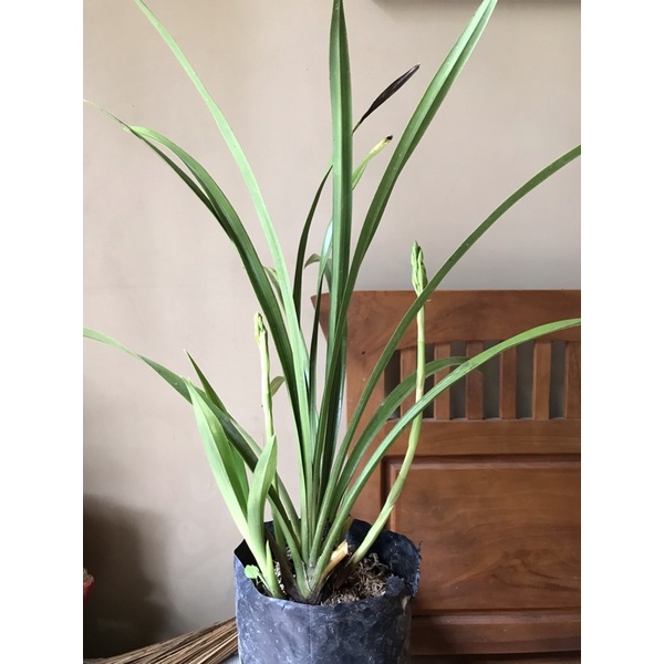 Cymbidium golden boy double spike