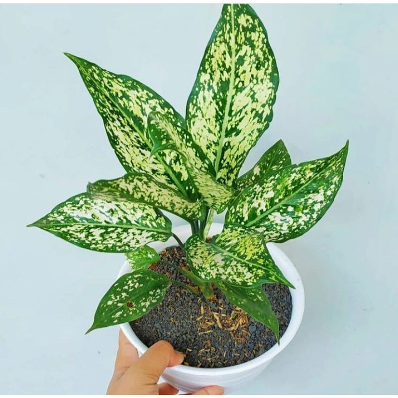 tanaman hias hidup aglonema snowhite/tanaman hias murah aglonema salju