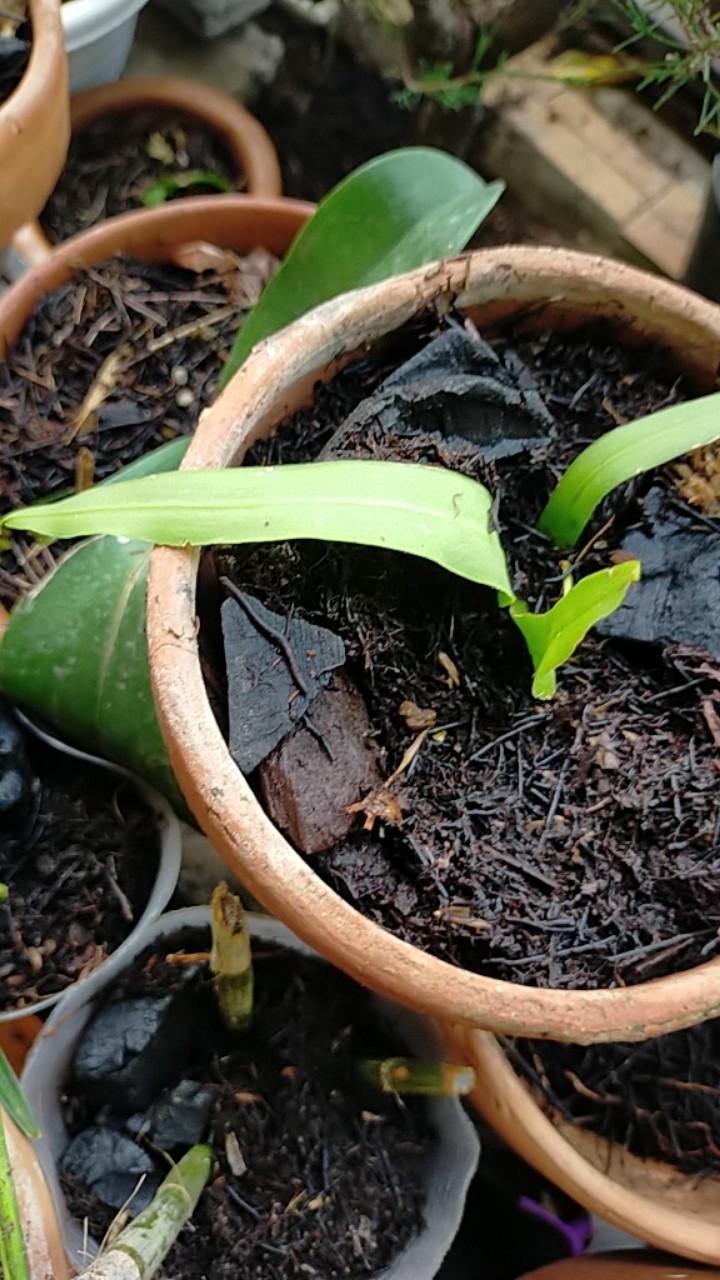Anggrek Vanda Miniatum