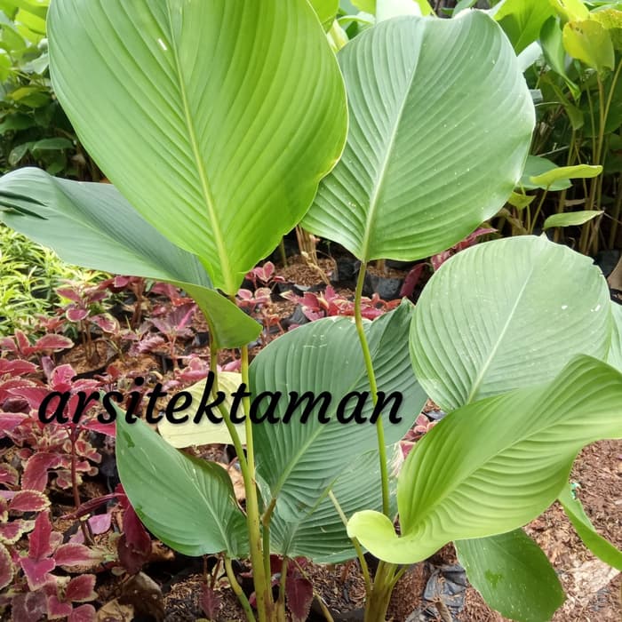 tanaman pisang pisangan lutea - pisang calathea - pohon kalathea