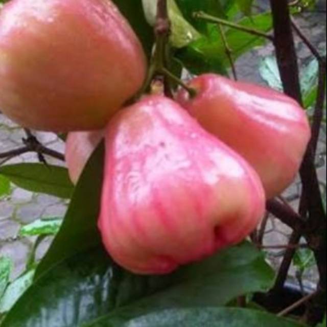 bibit jambu air Cincalo