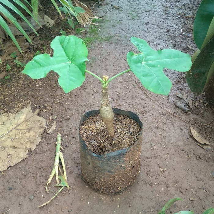 tanaman hias pohon jarak botol .