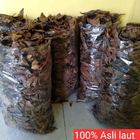 Daun ketapang 1kg olahan