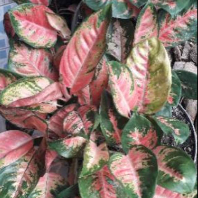 AGLONEMA RED KOCHIN/ AGLONEMA RED KOCIN /AGLONEMA KOCIN / AGLONEMA KOCIN MURAH / AGLONEMA KOCIN COD 