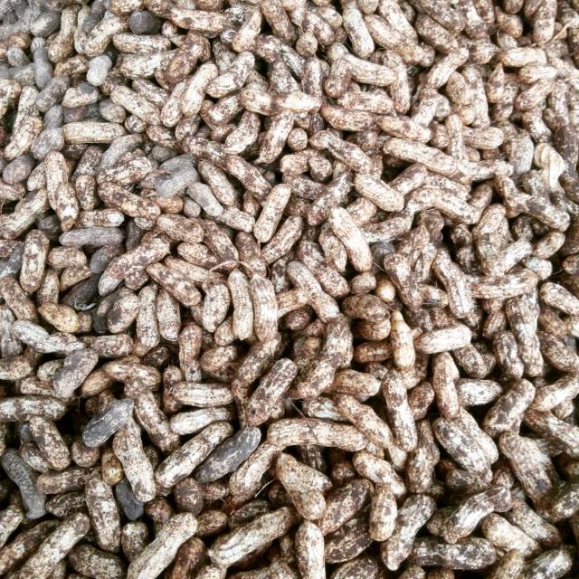 

Kacang tanah kulit 500gram
