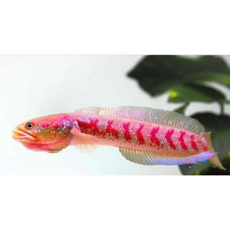 Channa Asiatika Rs Red Strip size 6-7cm