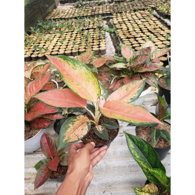 bunga aglonema kochin tembaga monvory