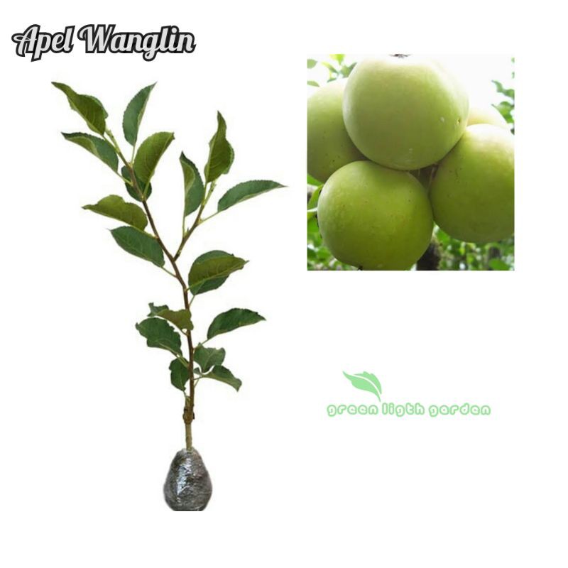 Bibit Buah Apel Wanglin