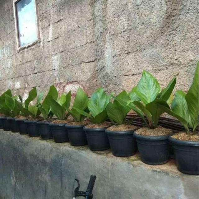 Tanaman hias-Antarium jemani kobra-jemani kobra