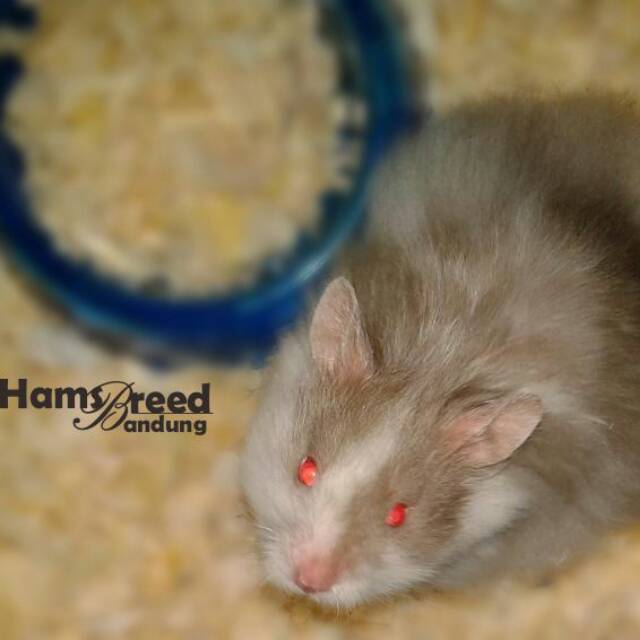 hamsbreed.bandung