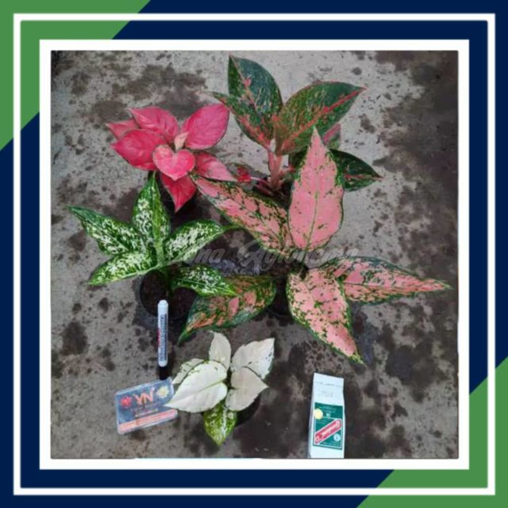 COD PAKET HEMAT 6 JENIS (AGLONEMA PAKET HEMAT ZONA AGLONEMA)