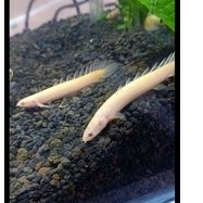 Ikan Hias palmas albino