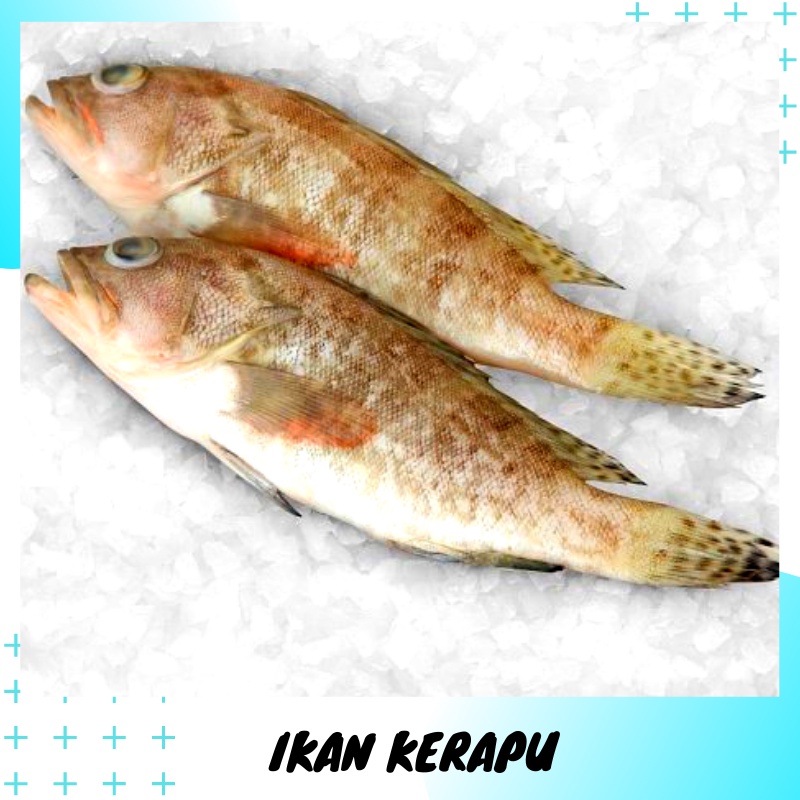 Ikan Segar Krapu Kerapu 1Kg Seafood Beku Fresh Frozen Food Depok Bogor Jakarta Makanan Hasil Laut