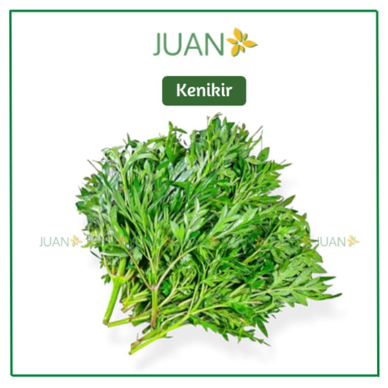 

Daun Kenikir 1 Ikat - Juan Freshmart