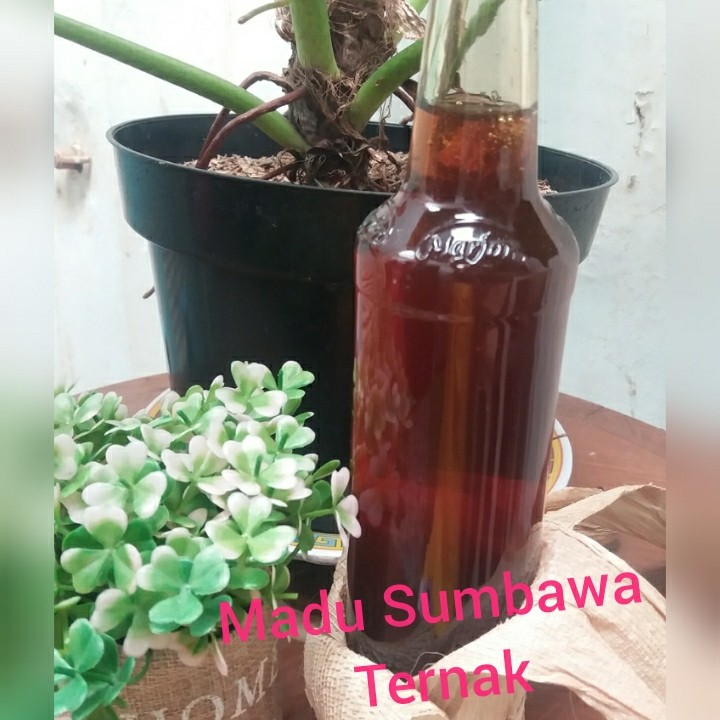 

Madu Sumbawa ternak