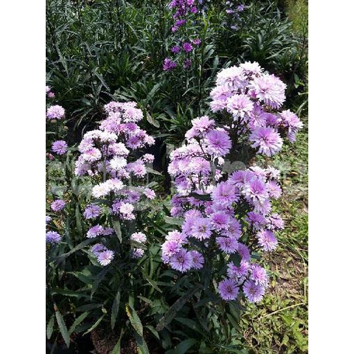 Bibit tanaman bunga aster pikok  Shopee Indonesia