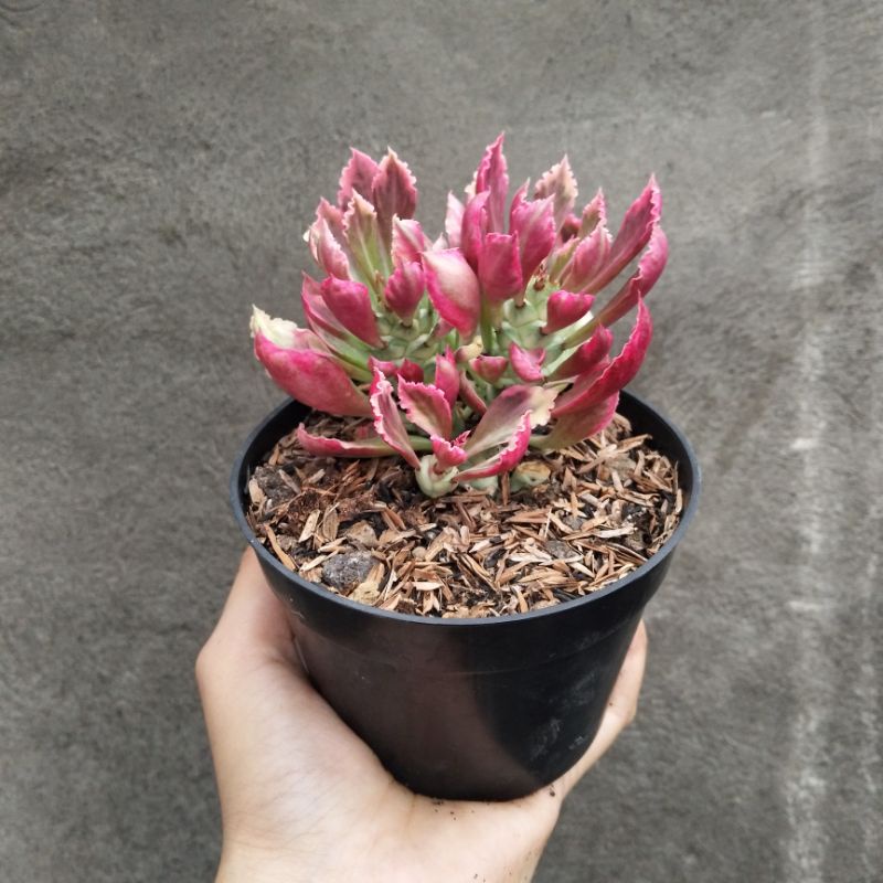 Monadenium Ritchiei Import Cluster | D 10cm