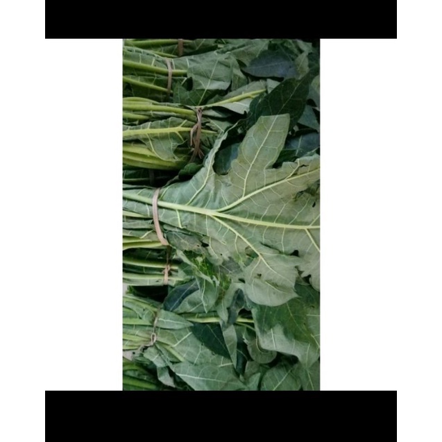 

Daun pepaya