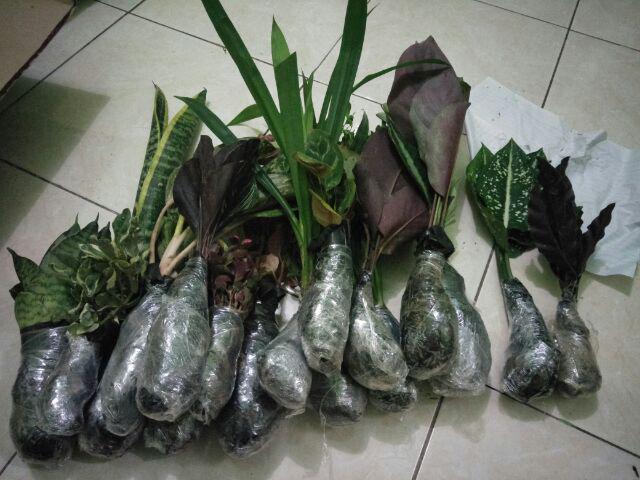 Tanaman Hias Begonia Hijau Bunga Merah