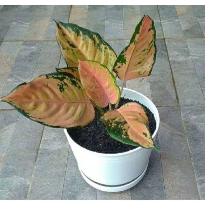 TANAMAN HIAS AGLONEMA AGLONEMA KOCHIN TEMBAGA-BIBIT AGLONEMA KOCHIN