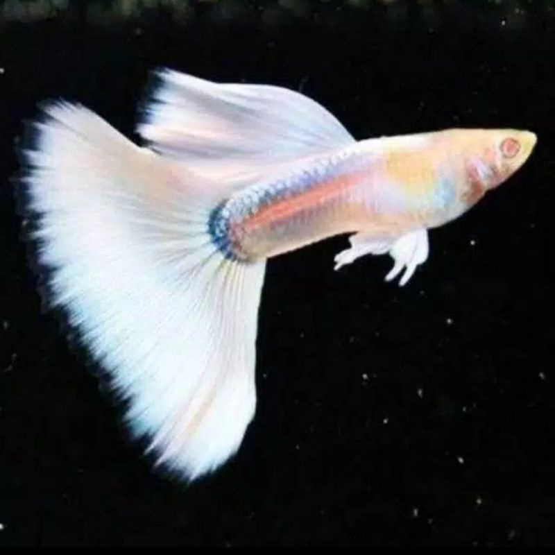 IKAN GUPPY ALBINO WHITE PLATINUM