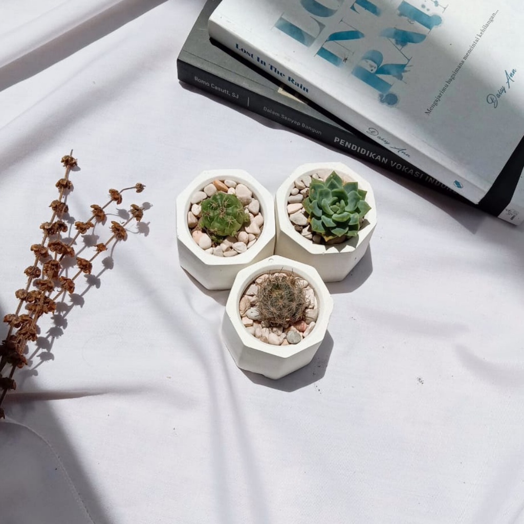 Paket Kaktus Sukulen Pot Semen Lengkap + Batu Hias
