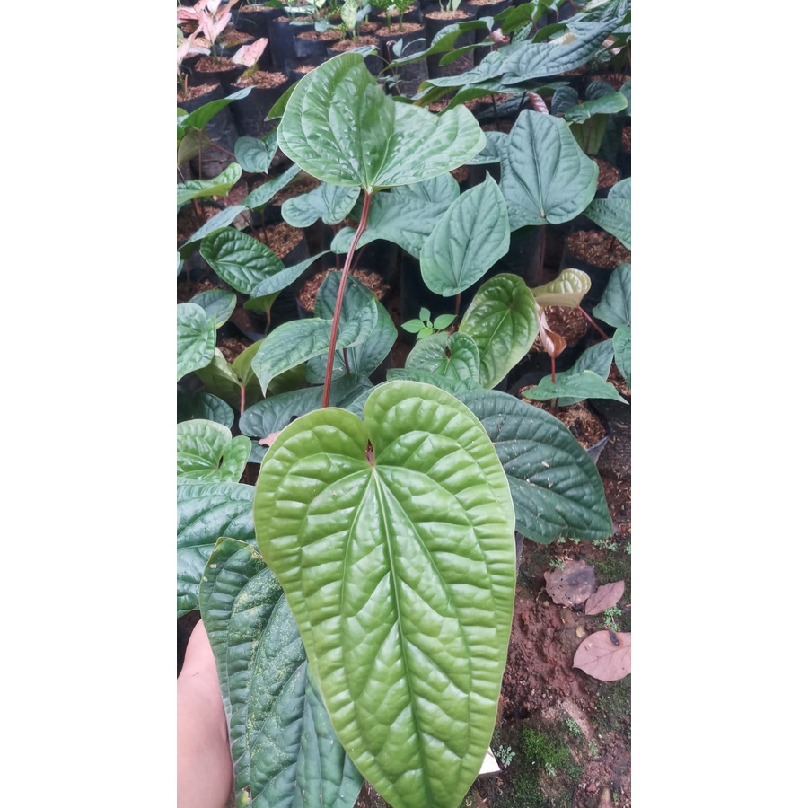 Anthurium Sirih Besar