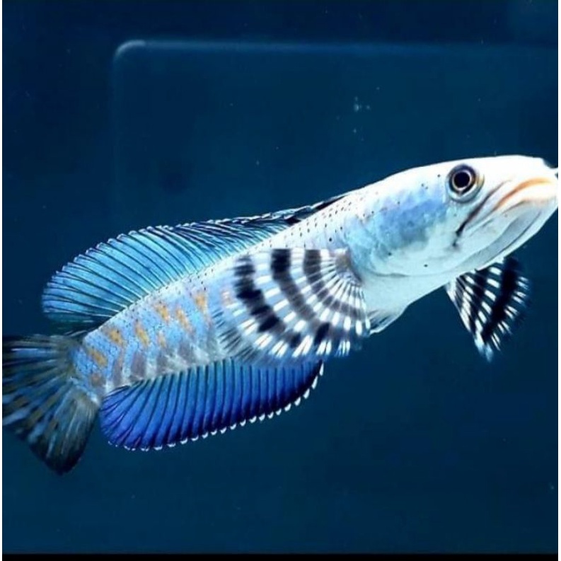 

ikan chana blupucra ukuran 6-8 cm