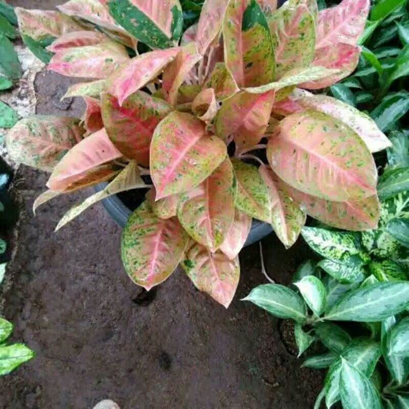 AGLONEMA BIG ROY MUTASI