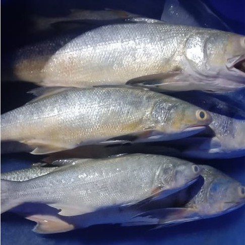 

Ikan Kuro Segar 1KG