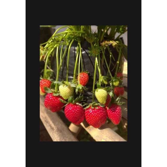 paket 20 bibit strawberry jumbo manis Giant California bibit unggulan