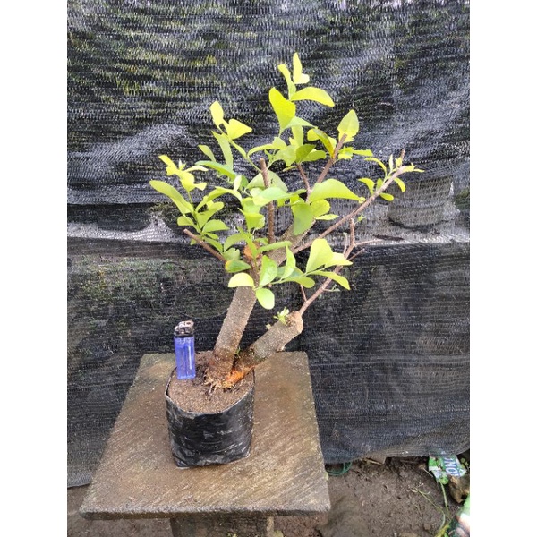 Bahan bonsai Sianci Manis - Sweet Barbados