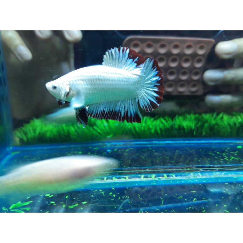

Red dragon Snow size M++,ikan merah putih.