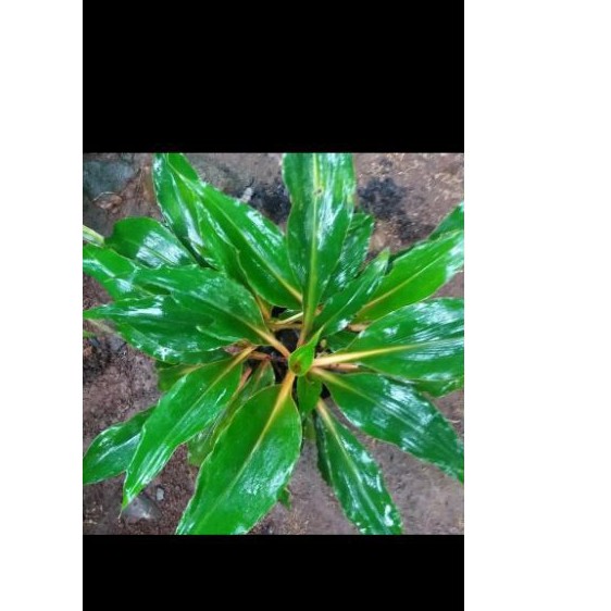 tanaman walisota - kslisota - pohon walisota