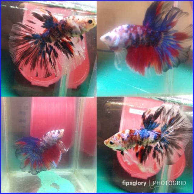Jual cupang halfmoon koi size L-