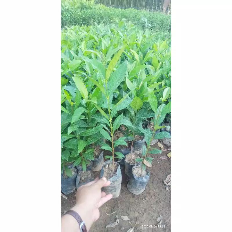 pohon salam/BIBIT POHON SALAM