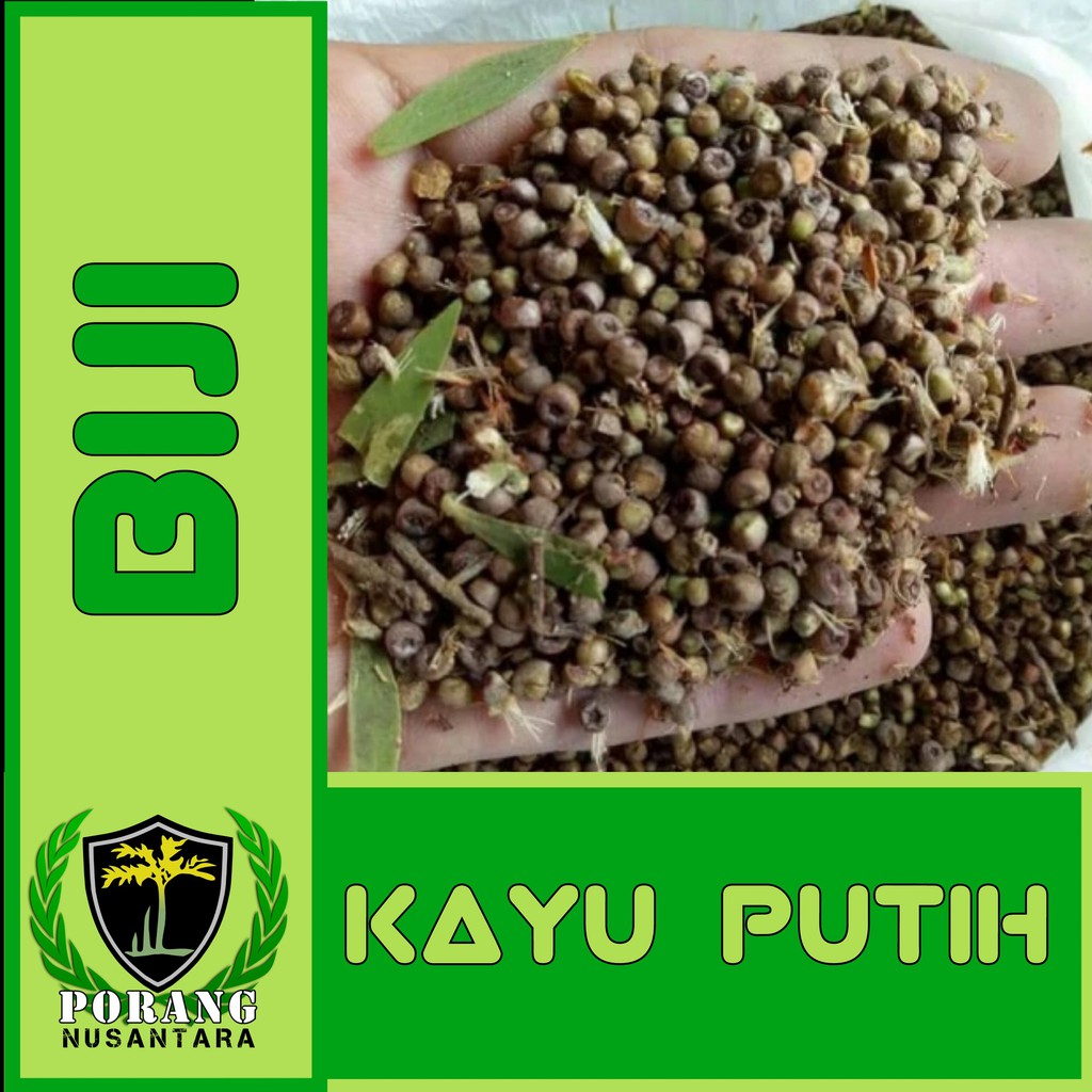 Benih Biji Kayu Putih